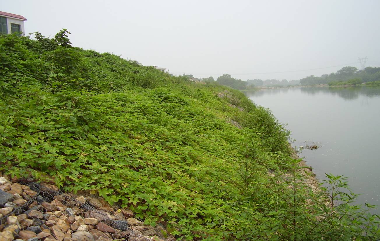 護坡格賓網自然生態生物結構特點