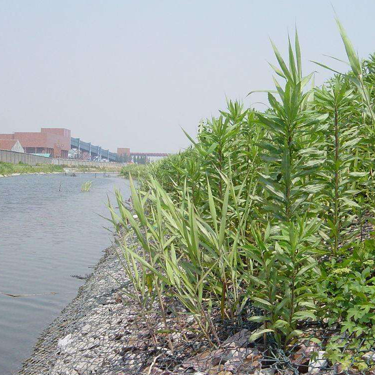 鉛絲石籠網的河道生態防護技術